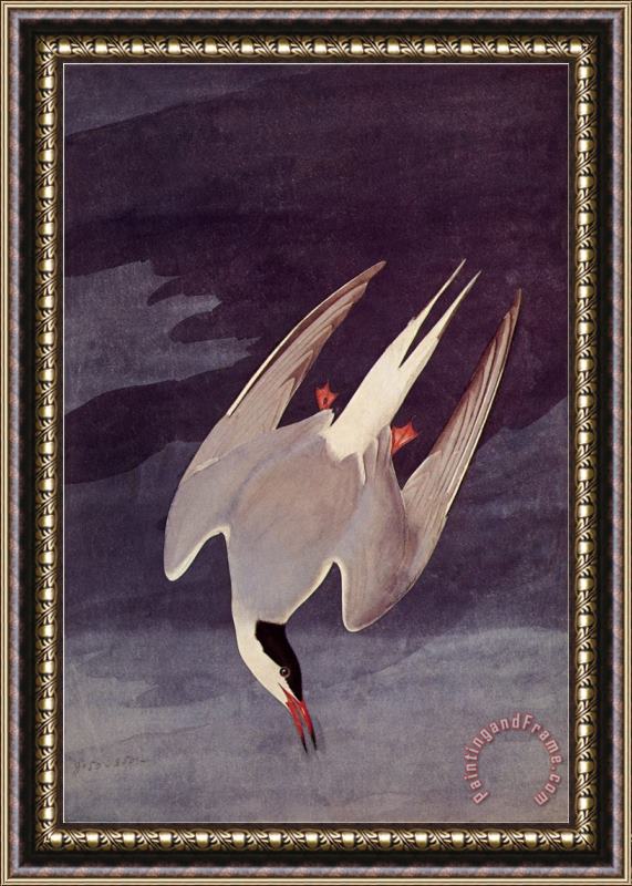 John James Audubon An Artic Tern 1833 Framed Painting