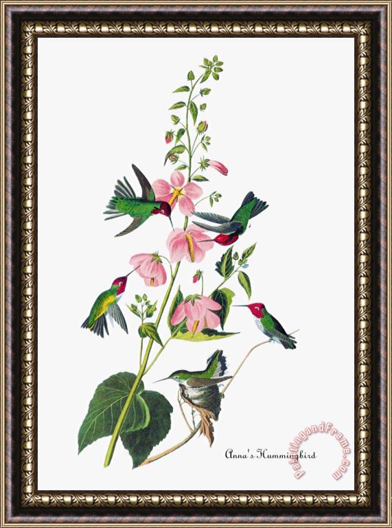 John James Audubon Anna S Hummingbird Framed Painting