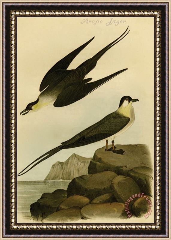 John James Audubon Arctic Jager Framed Print