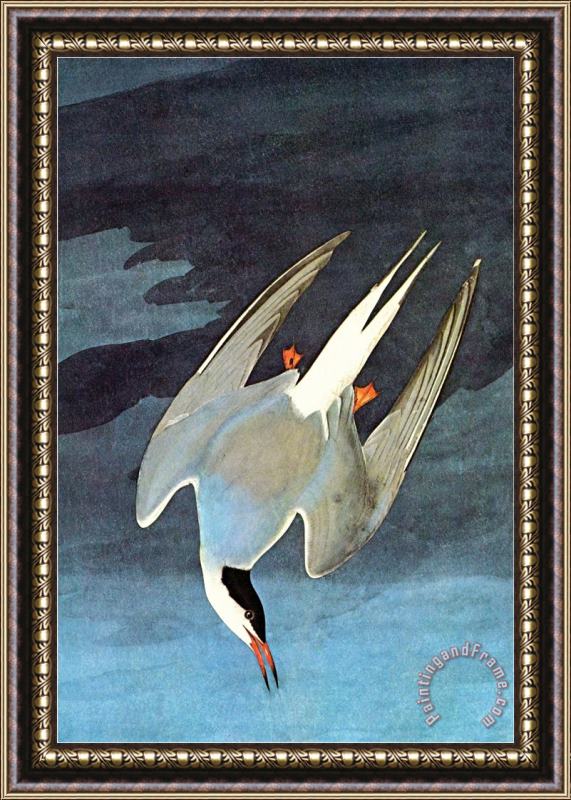 John James Audubon Arctic Tern Framed Painting
