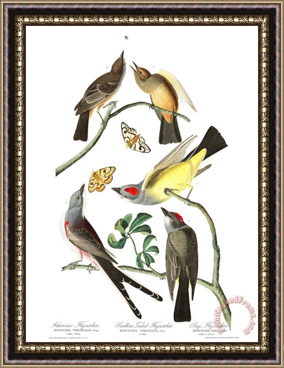 John James Audubon Arkansaw Flycatcher, Swallow Tailed Flycatcher, Says Flycatcher Framed Print