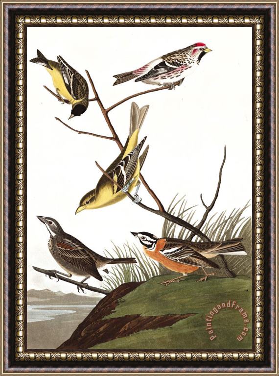 John James Audubon Arkansaw Siskin, Mealy Red Poll, Louisiana Tanager, Townsend's Finch, Buff Breasted Finch Framed Print