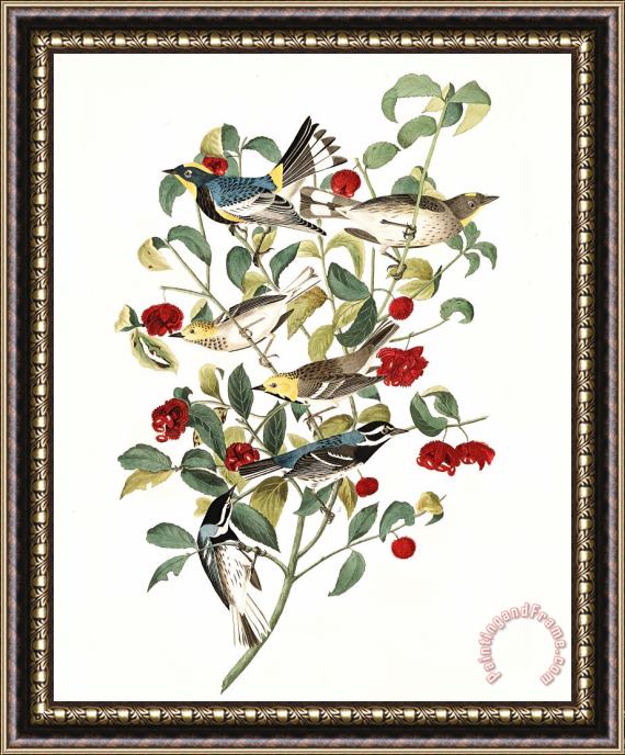 John James Audubon Audubon's Warbler, Hermit Warbler, Black Throated Gray Warbler Framed Print