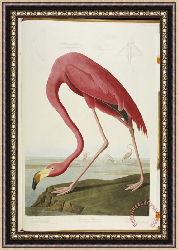 John James Audubon Audubon American Flamingo From The Birds of America Framed Print