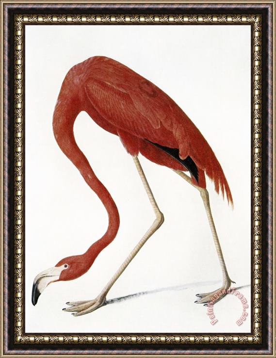 John James Audubon Audubon American Flamingo Framed Painting