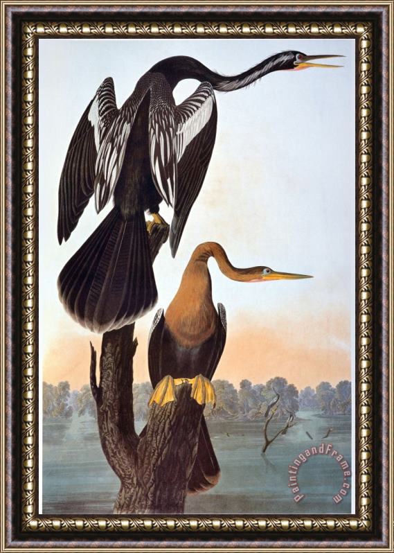 John James Audubon Audubon Anhinga Framed Print