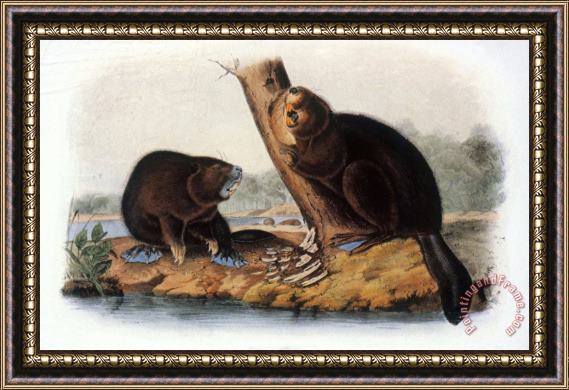 John James Audubon Audubon Beaver 1846 Framed Print