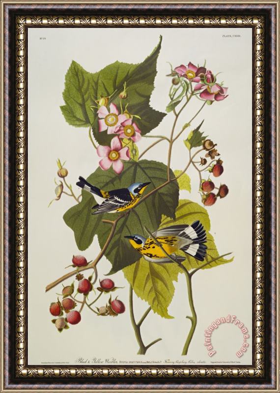 John James Audubon Audubon Black And Yellow Warbler Magnolia Warbler Framed Print