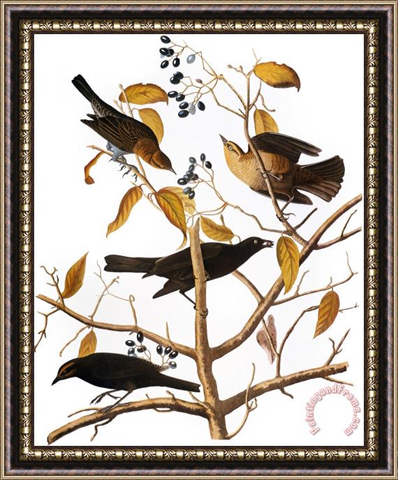 John James Audubon Audubon Blackbird 1827 Framed Painting