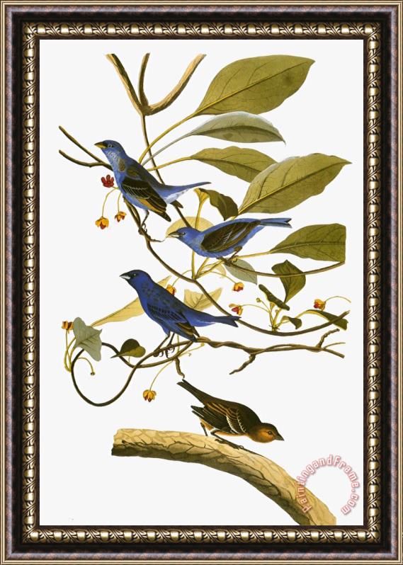 John James Audubon Audubon Bunting 1827 38 Framed Print