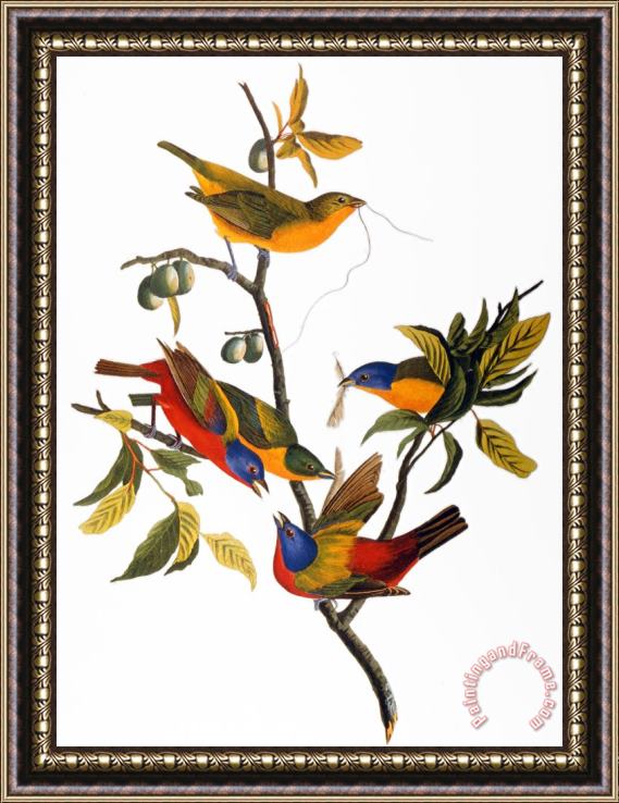 John James Audubon Audubon Bunting 1827 Framed Painting