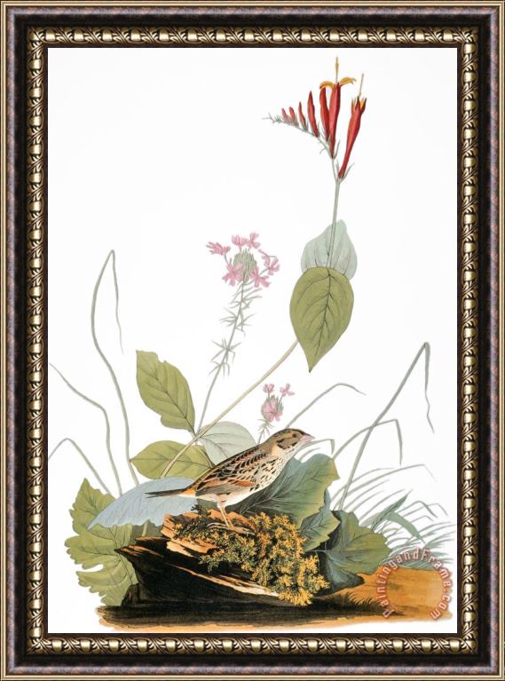 John James Audubon Audubon Bunting Framed Painting
