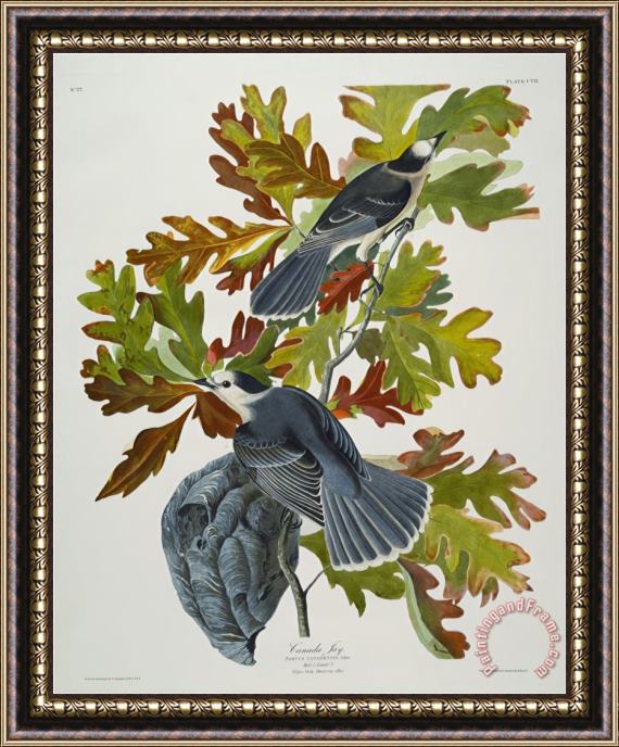 John James Audubon Audubon Canada Jay Framed Painting