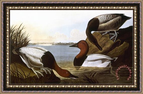 John James Audubon Audubon Canvasback 1827 Framed Painting
