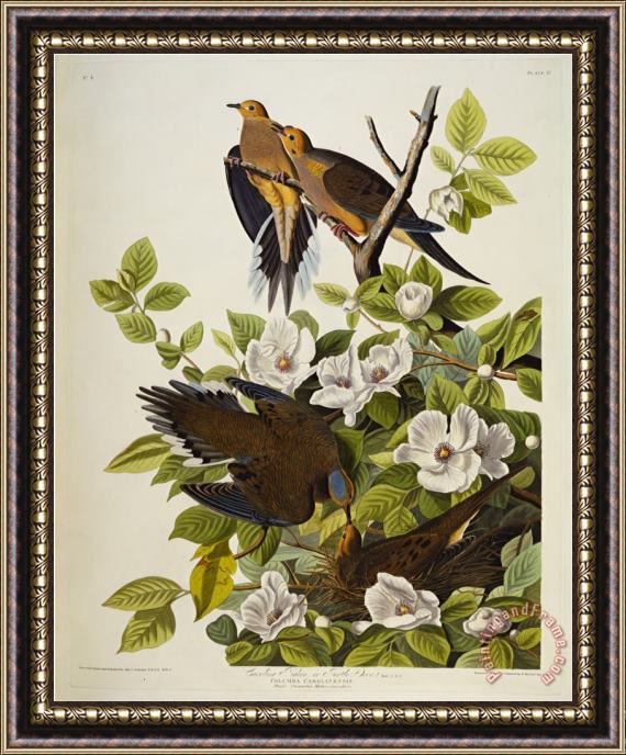 John James Audubon Audubon Carolina Turtledove Mourning Dove Framed Painting