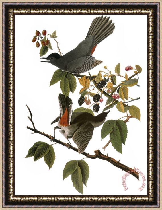 John James Audubon Audubon Catbird 1827 38 Framed Print