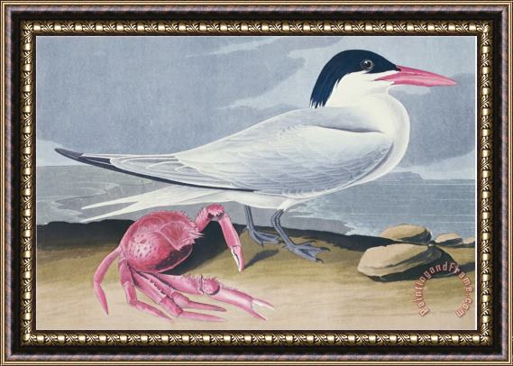 John James Audubon Audubon Cayenne Tern Framed Print