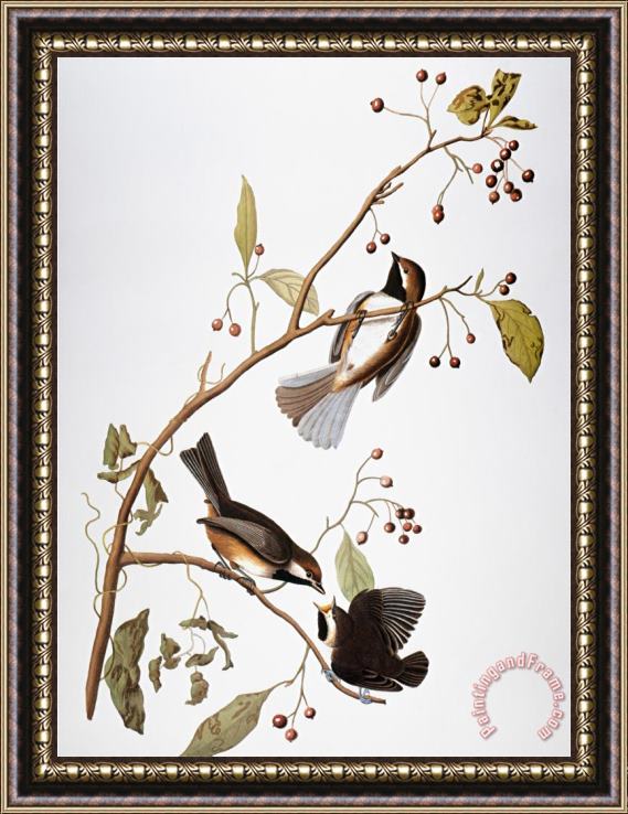 John James Audubon Audubon Chickadee Framed Print