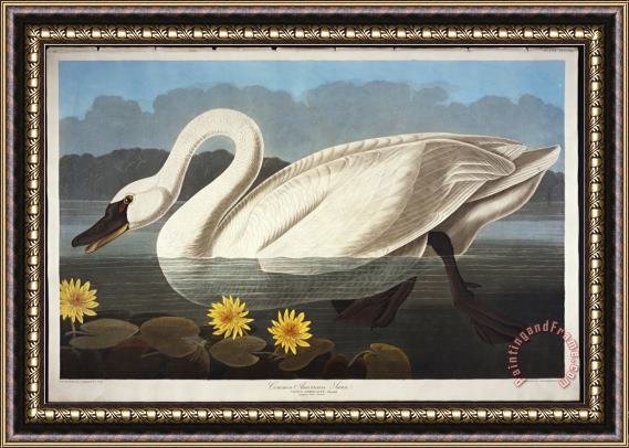John James Audubon Audubon Common American Swan Whistling Swan Framed Print
