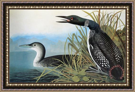 John James Audubon Audubon Common Loon Framed Print