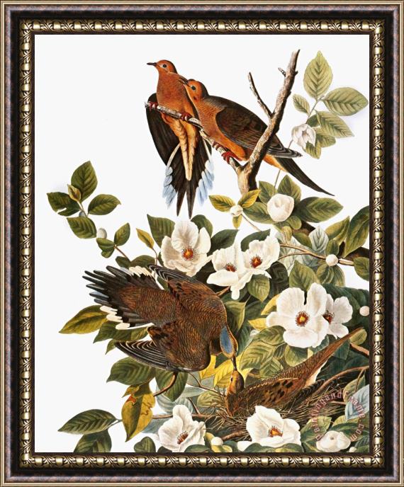 John James Audubon Audubon Dove Framed Print