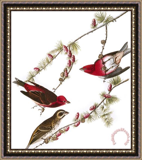John James Audubon Audubon Finch 1827 38 Framed Painting