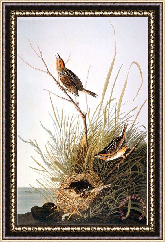 John James Audubon Audubon Finch Framed Painting