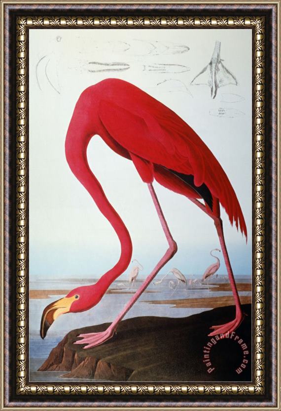 John James Audubon Audubon Flamingo 1827 Framed Painting