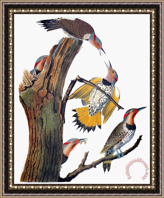 John James Audubon Audubon Flicker Framed Painting