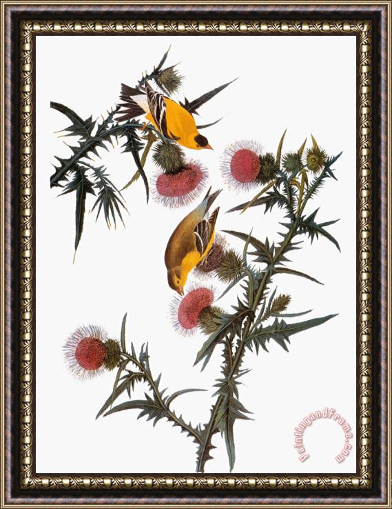 John James Audubon Audubon Goldfinch Framed Print