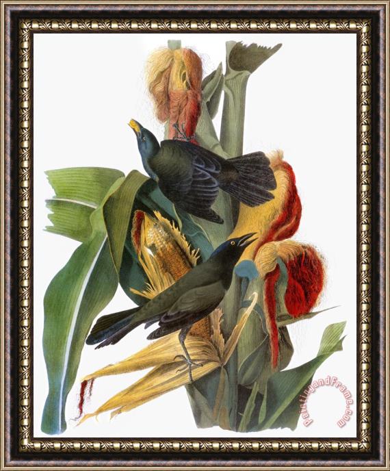 John James Audubon Audubon Grackle Framed Painting