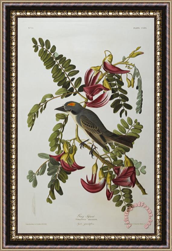 John James Audubon Audubon Gray Tyrant Gray Kingbird Framed Print