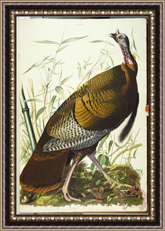 John James Audubon Audubon Great American Beck Male Wild Turkey Framed Print For Sale