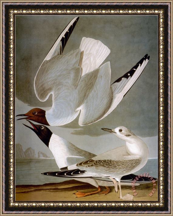 John James Audubon Audubon Gull Framed Print