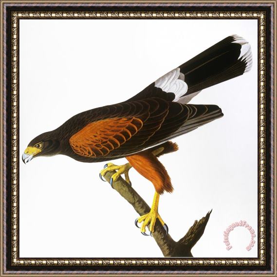 John James Audubon Audubon Hawk 1827 Framed Print