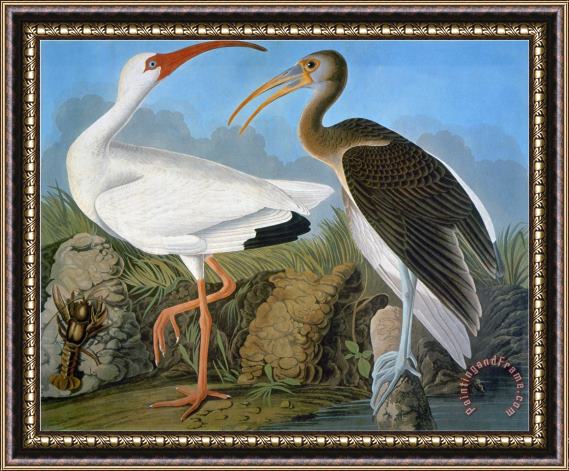 John James Audubon Audubon Ibis Framed Painting