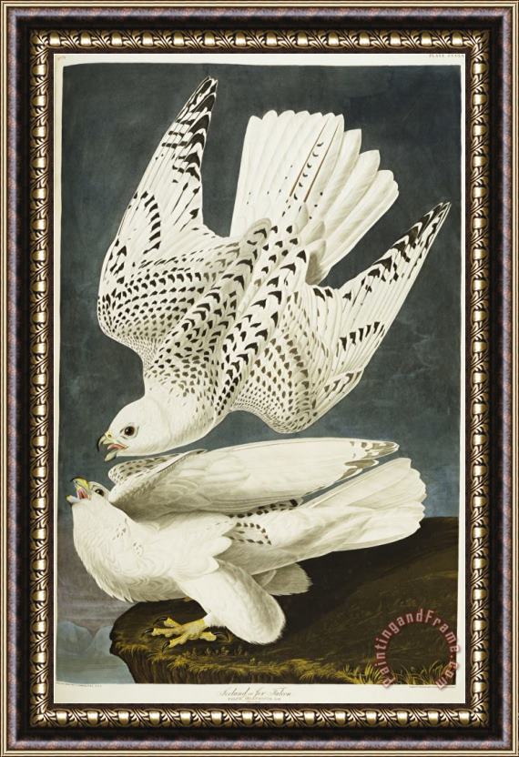 John James Audubon Audubon Iceland Or Jer Falcon Gyrfalcon Framed Print