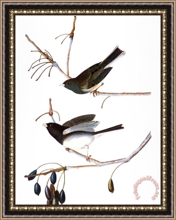 John James Audubon Audubon Junco 1827 Framed Painting