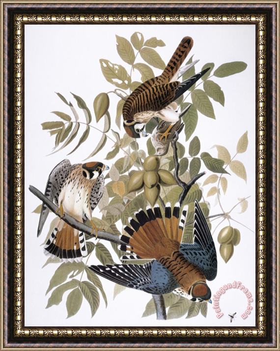 John James Audubon Audubon Kestrel 1827 Framed Painting