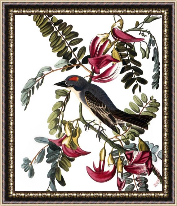John James Audubon Audubon Kingbird 1827 38 Framed Print