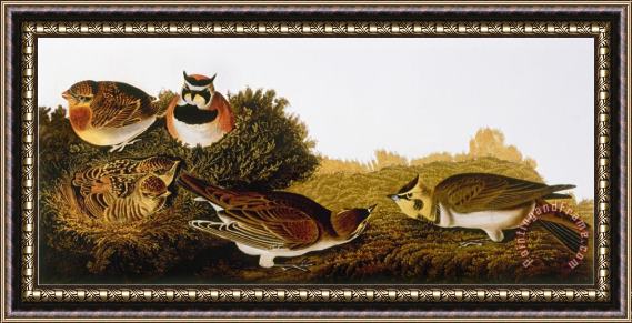 John James Audubon Audubon Lark Framed Painting