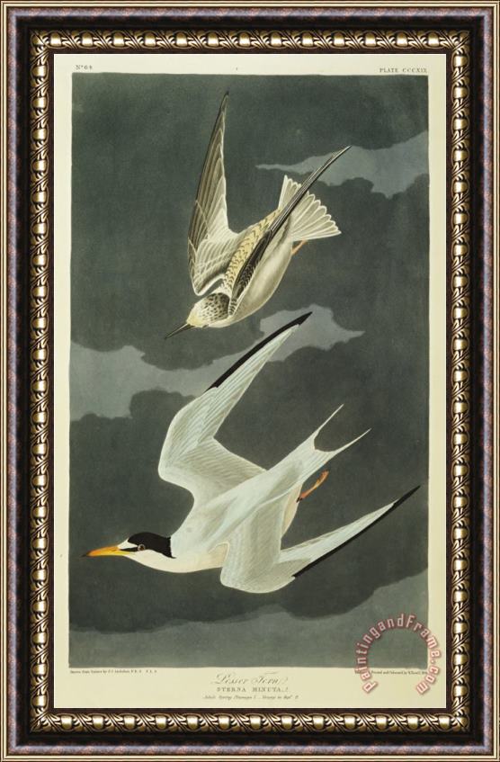 John James Audubon Audubon Lesser Tern Little Tern Framed Painting
