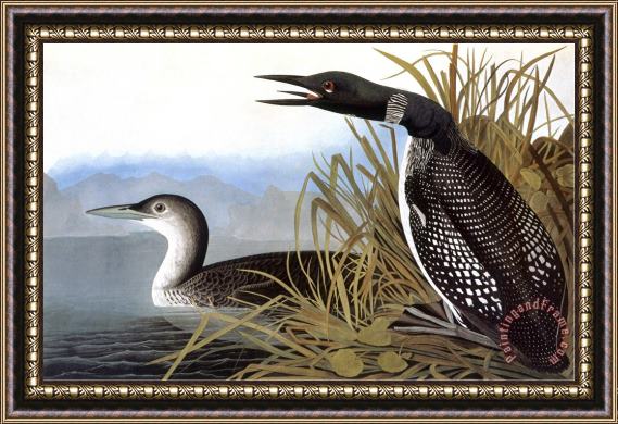 John James Audubon Audubon Loon 1827 Framed Print