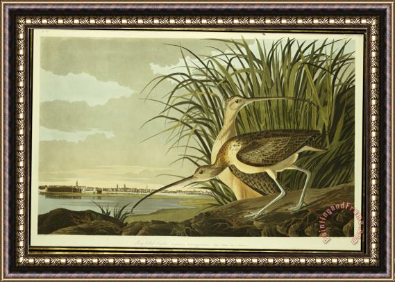 John James Audubon Audubon Male And Female Long Billed Curlew Framed Print