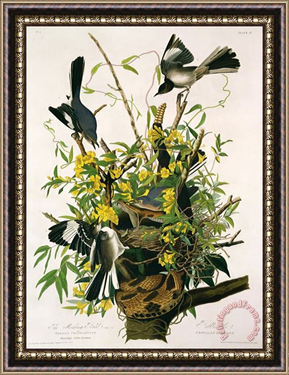 John James Audubon Audubon Mocking Birds And Rattlesnake From Birds of America Engraved by Robert Havell Framed Painting