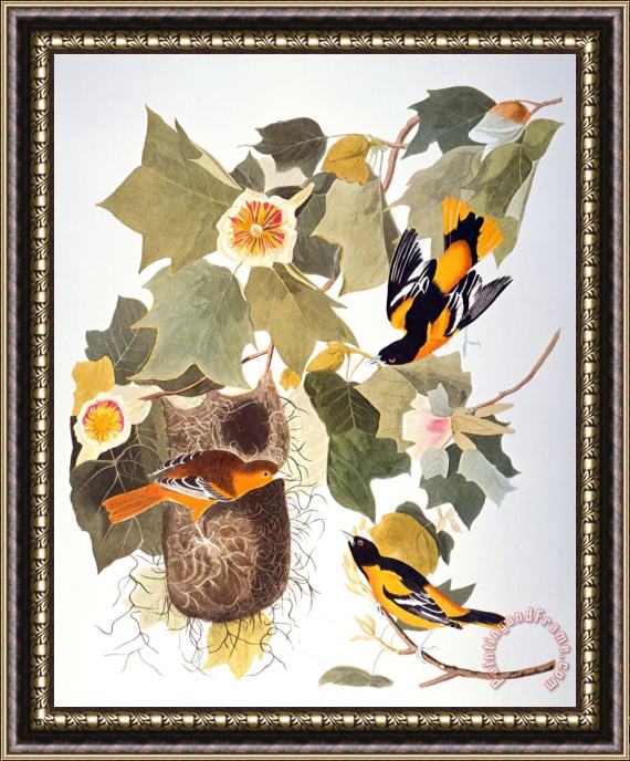 John James Audubon Audubon Oriole Framed Painting