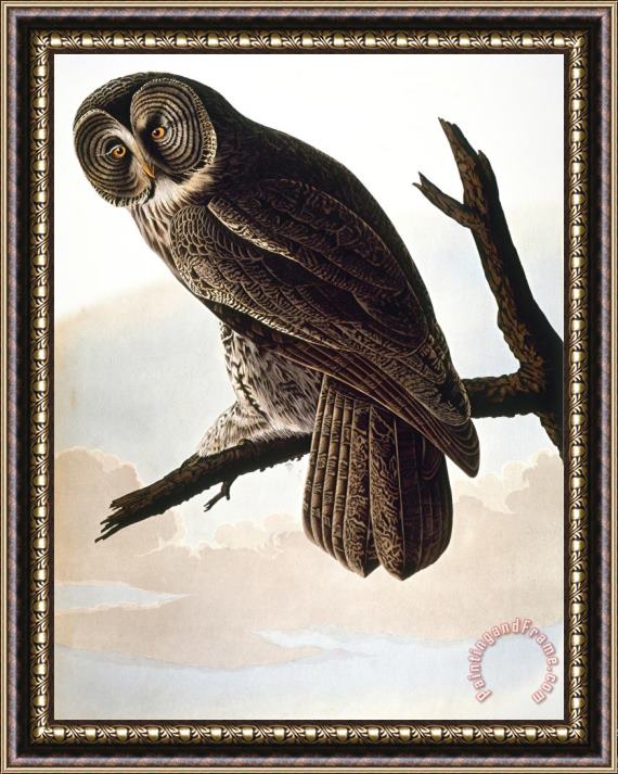 John James Audubon Audubon Owl Framed Print