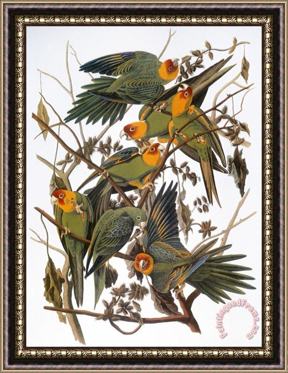 John James Audubon Audubon Parakeet Framed Print