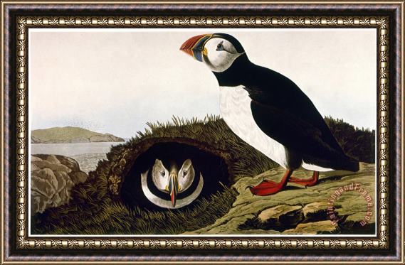 John James Audubon Audubon Puffin 1827 38 Framed Painting
