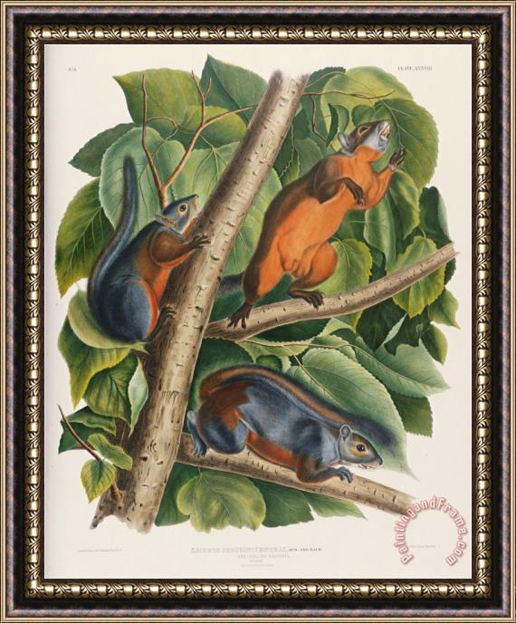 John James Audubon Audubon Red Bellied Squirrel Framed Print